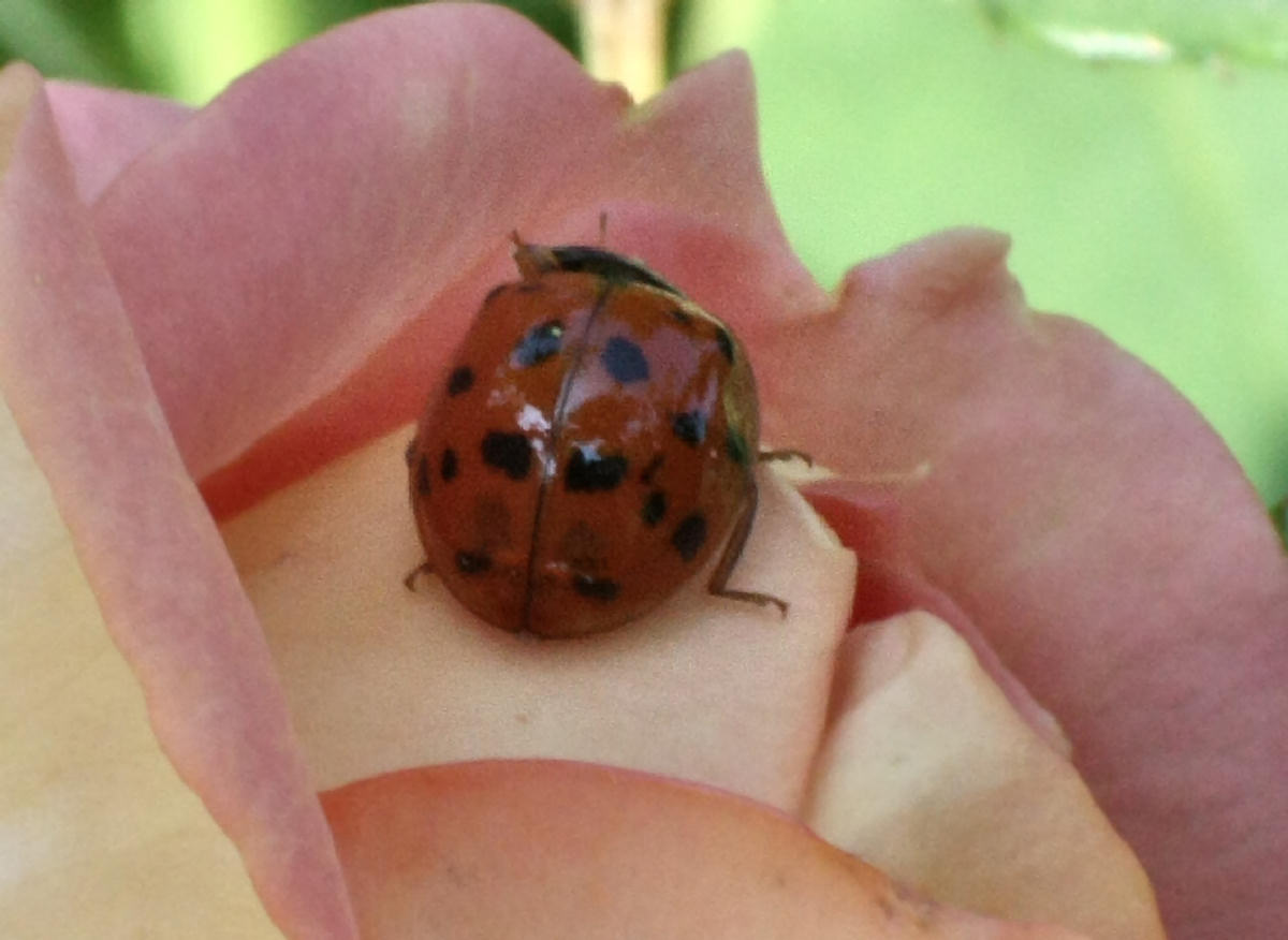 Harmonia axyridis